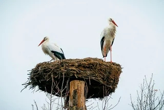 Cheeky storks in North Bohemia built their nest with stolen underwear, swimsuits