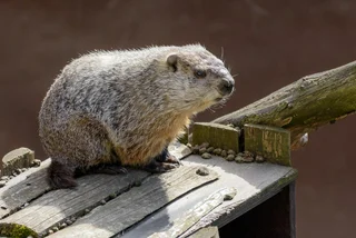 Prague Zoo’s groundhog overslept Groundhog Day by six weeks, and we can sympathize 
