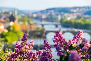 Temps could reach 20°C by the end of March (Photo: Lilacs against Vltava River and Charles Bridge / iStock - DaLiu)