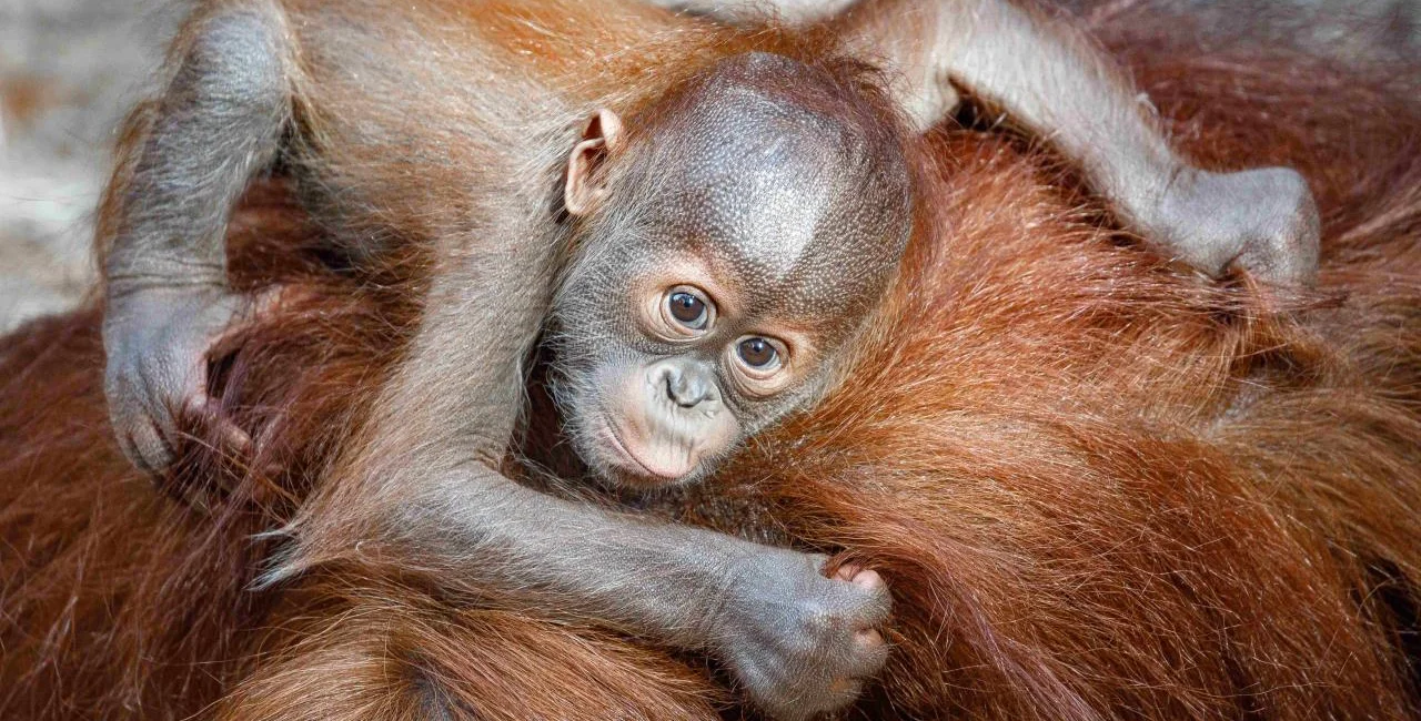 Baby orangutan Pustakawan. (Photo: Prague Zoo, Miroslav Bobek)