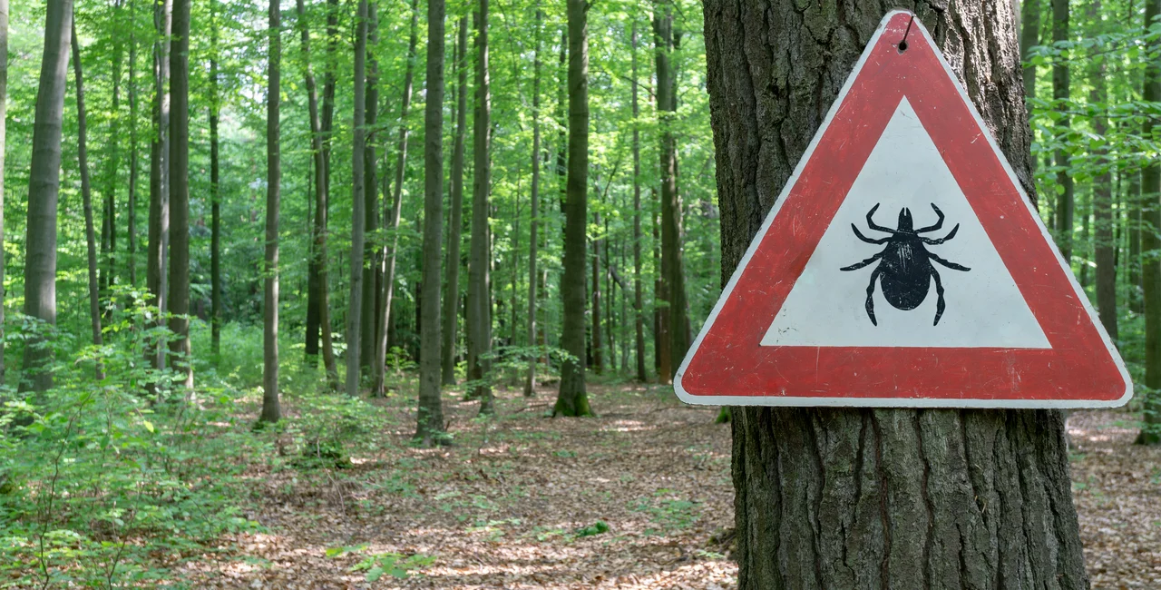 Ticks are common in wooden areas of the Czech Republic. (Photo: iStock, 