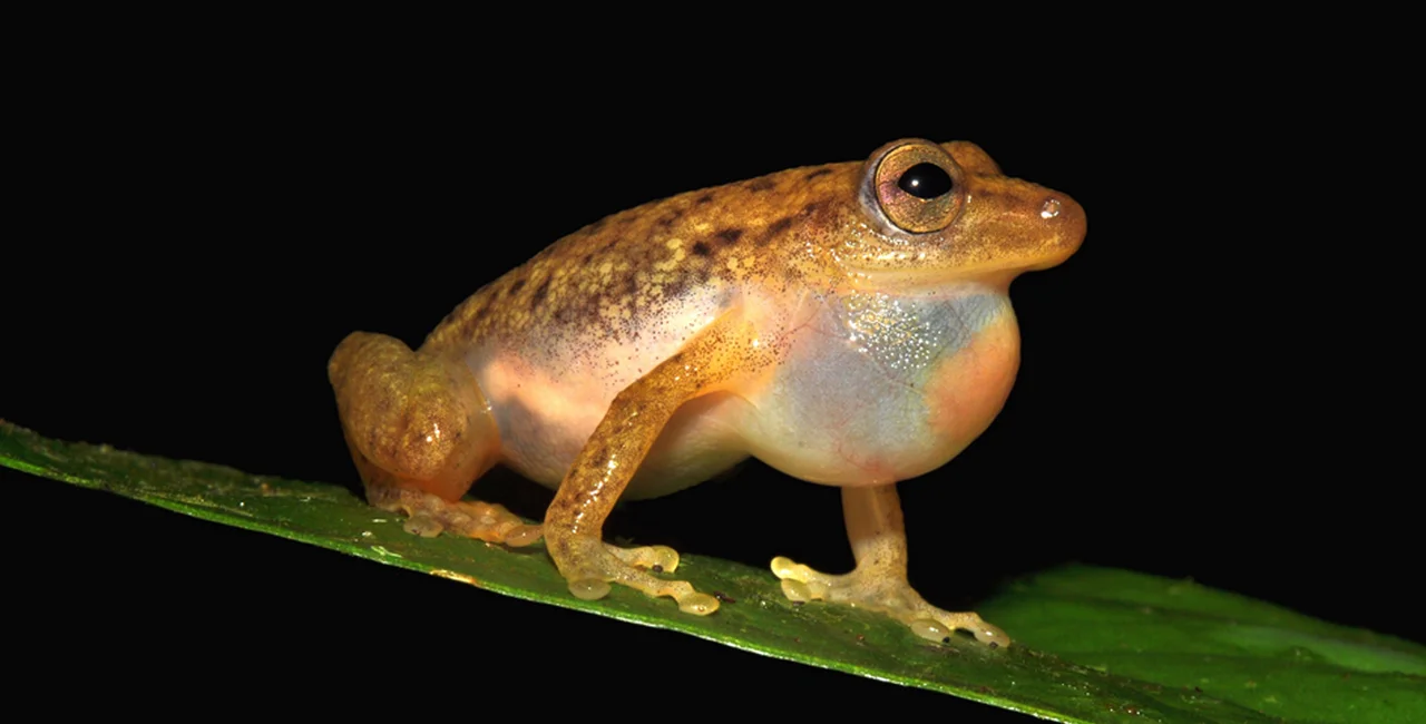A team led by Czech scientist has discovered a new bush frog in the rainforest of Democratic Republic of the Congo,
