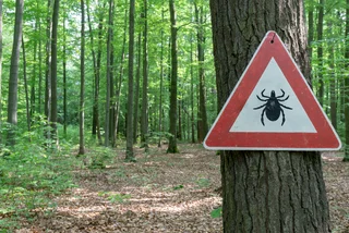 Ticks are common in wooden areas of the Czech Republic. (Photo: iStock, 