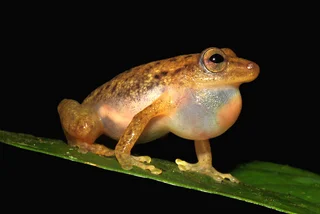 A team led by Czech scientist has discovered a new bush frog in the rainforest of Democratic Republic of the Congo,