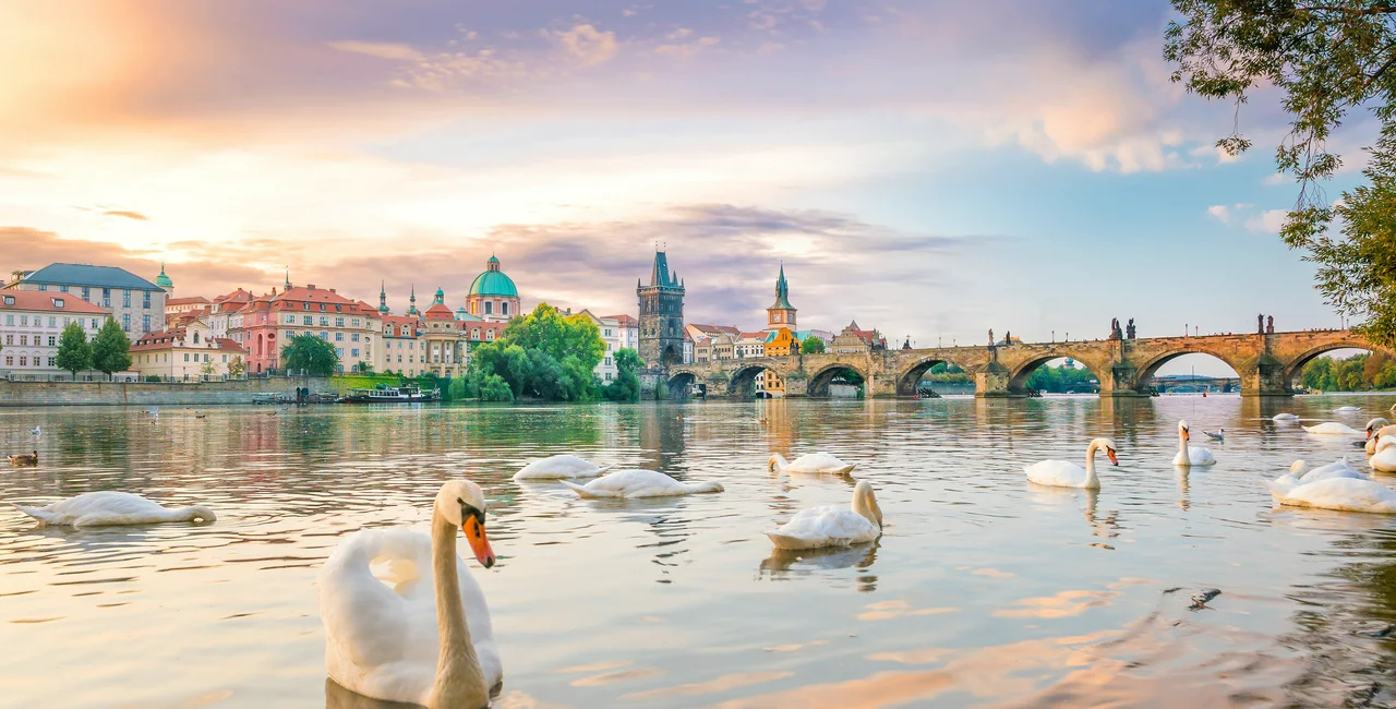 Swans in front of Prague's Charles Bridge via iStock / Silvana Coman