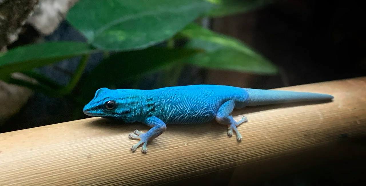 Liberec Zoo will begin breeding the critically endangered turquoise gecko (photo Facebook / zooliberec)  