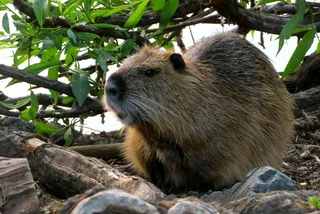 Prague's nutria problem: Why you shouldn't feed these cute but disease-carrying critters