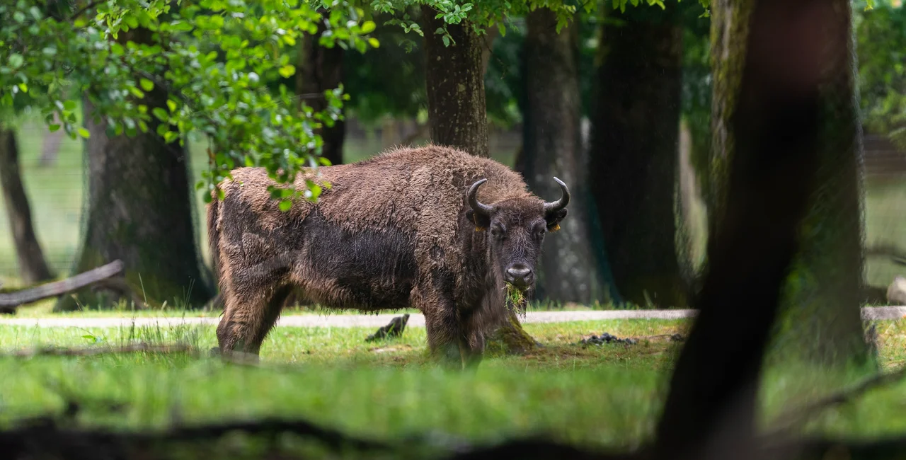 European bison escape from zoo in South Bohemia