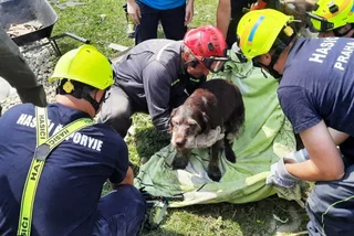 Dog rescued from rubble in Moravská Nová Ves. Photo: Twitter / Hasiči Praha