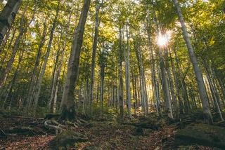 Jizera Mountains Beech Forests are the first native natural Czech site on a list of “ancient and primeval beech forests of the Carpathians & other regions of Europe." Photo - iStock - VSFP 