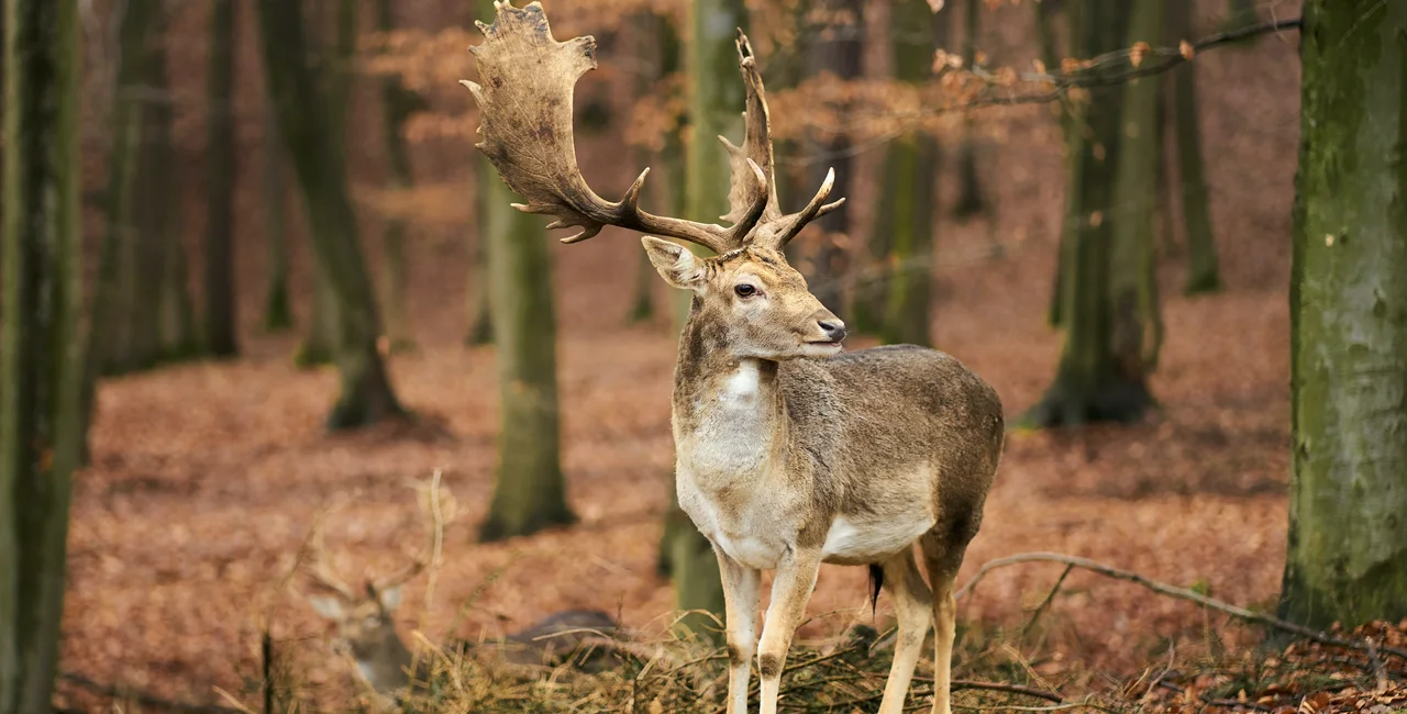 A deer in the woods in Moravia. (Photo: Unsplash, Radek Homola)
