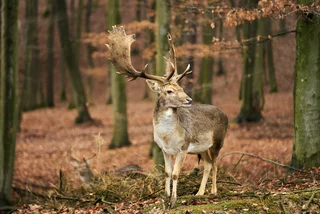 A deer in the woods in Moravia. (Photo: Unsplash, Radek Homola)