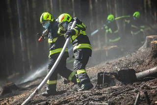 Czech firefighters in a forest. Photo: Twitter / Hasičský záchranný sbor ČR