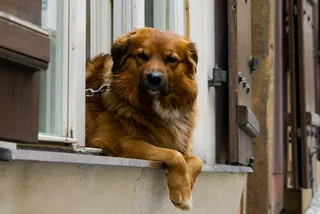 Dog in a Prague window. (Photo: Unsplash,  Nathan Van de Graaf)