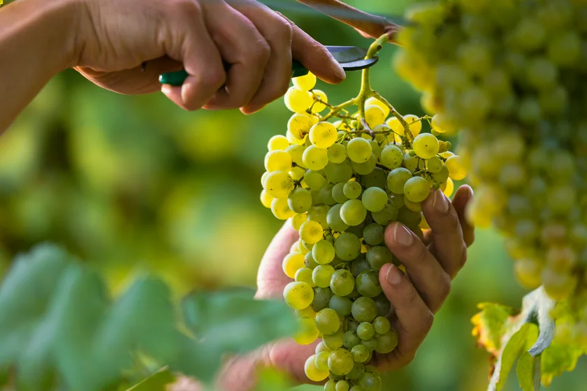 Grapes being harvested. (Photo: iStock, alessandroguerriero)