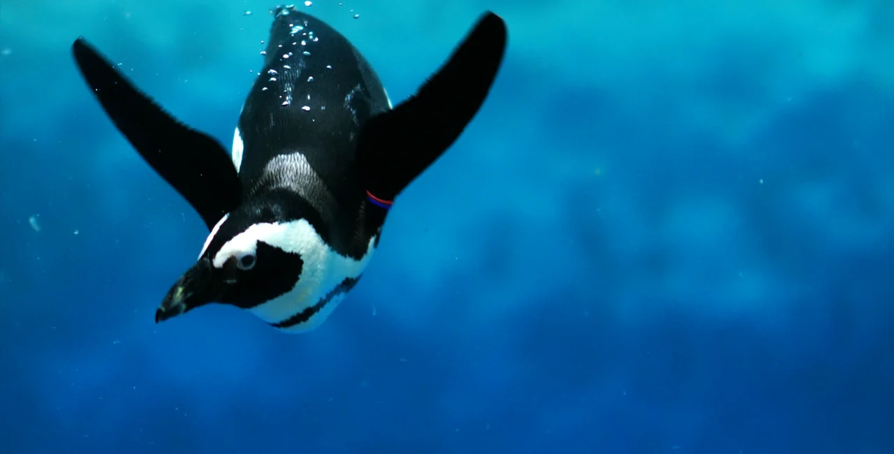 New African Penguins at Ústi Zoo are getting used to their new surroundings / photo iStock @kata716