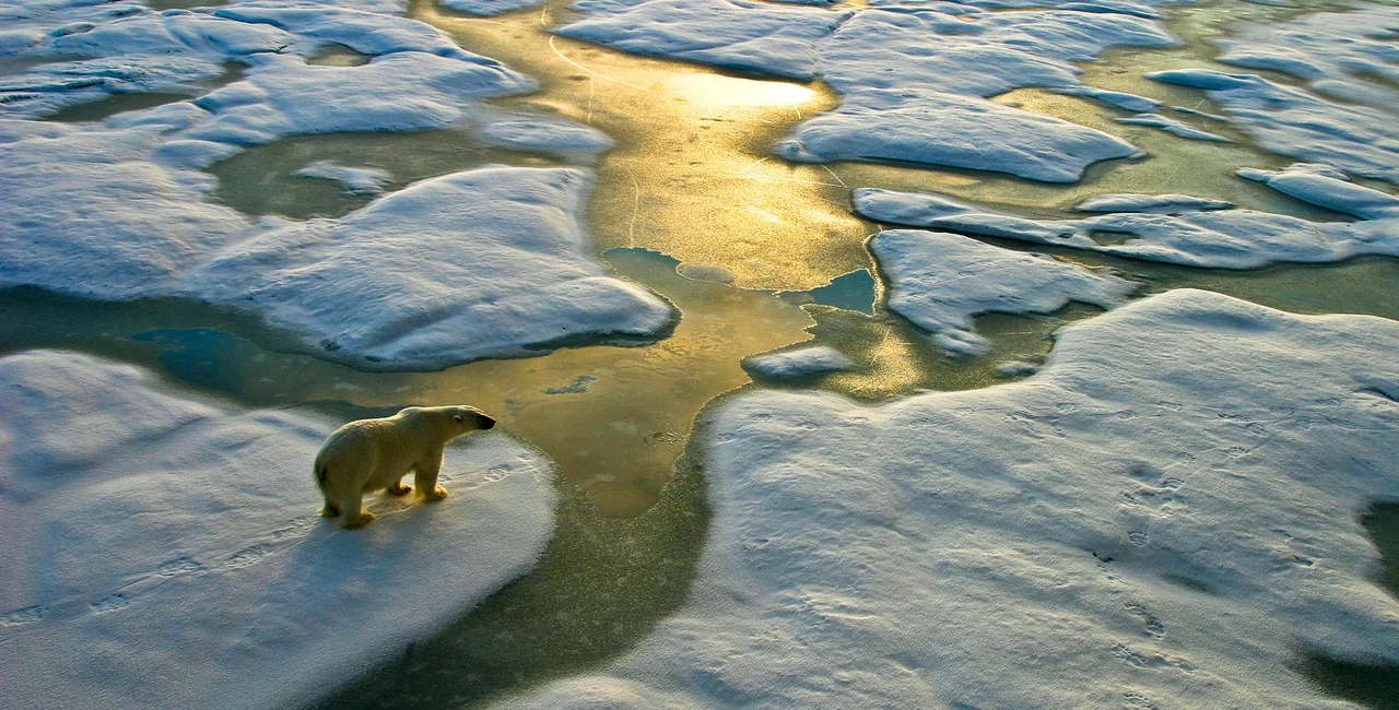 Polar bear in the Russian arctic. Photo: iStock / SeppFriedhuber