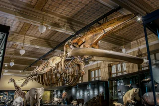 The National Museum's famous fin whale is back on display / photo via National Museum