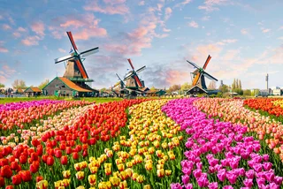 Traditional Dutch windmills in Zaanstand, Netherlands. Photo: iStock / Olena_Z