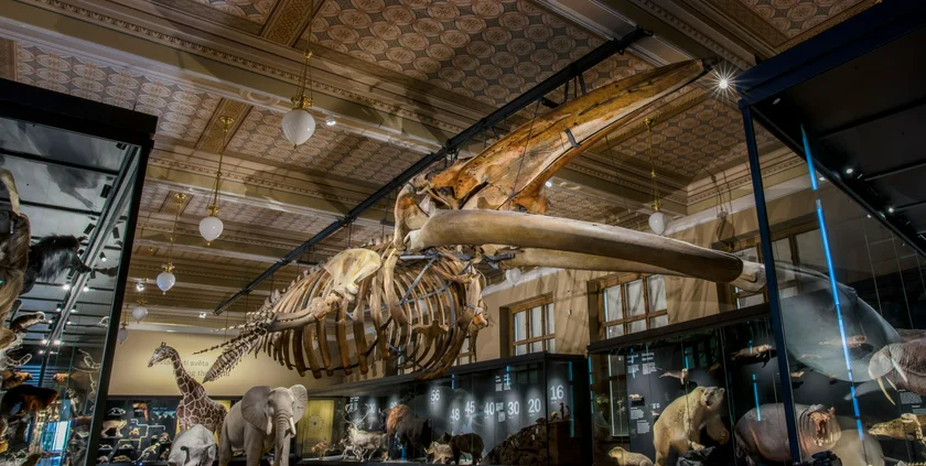 The National Museum's famous fin whale is back on display / photo via National Museum