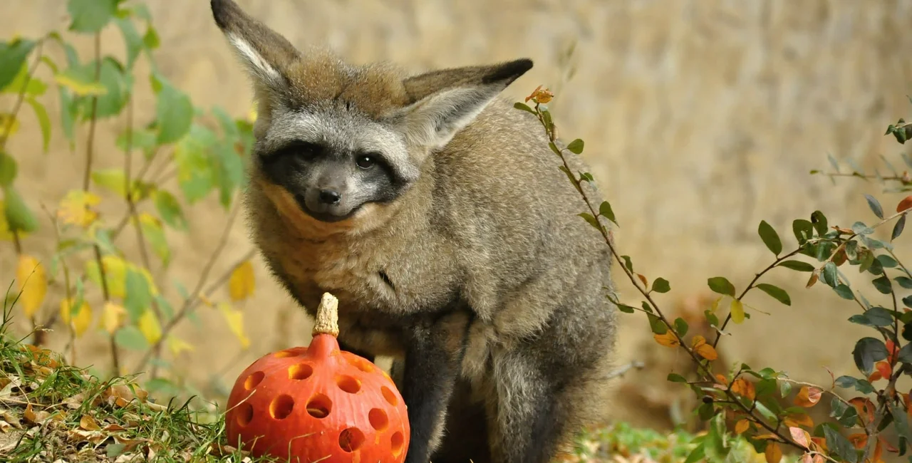 A bat-eared fox with a pre-holed pumpkin at Prague Zoo. Photo: Facebook / Zoo Praha,