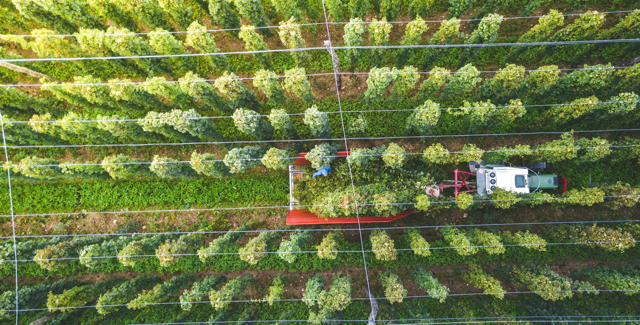 Field of hops being harvested. Photo: iStock / Nejc Gostincar