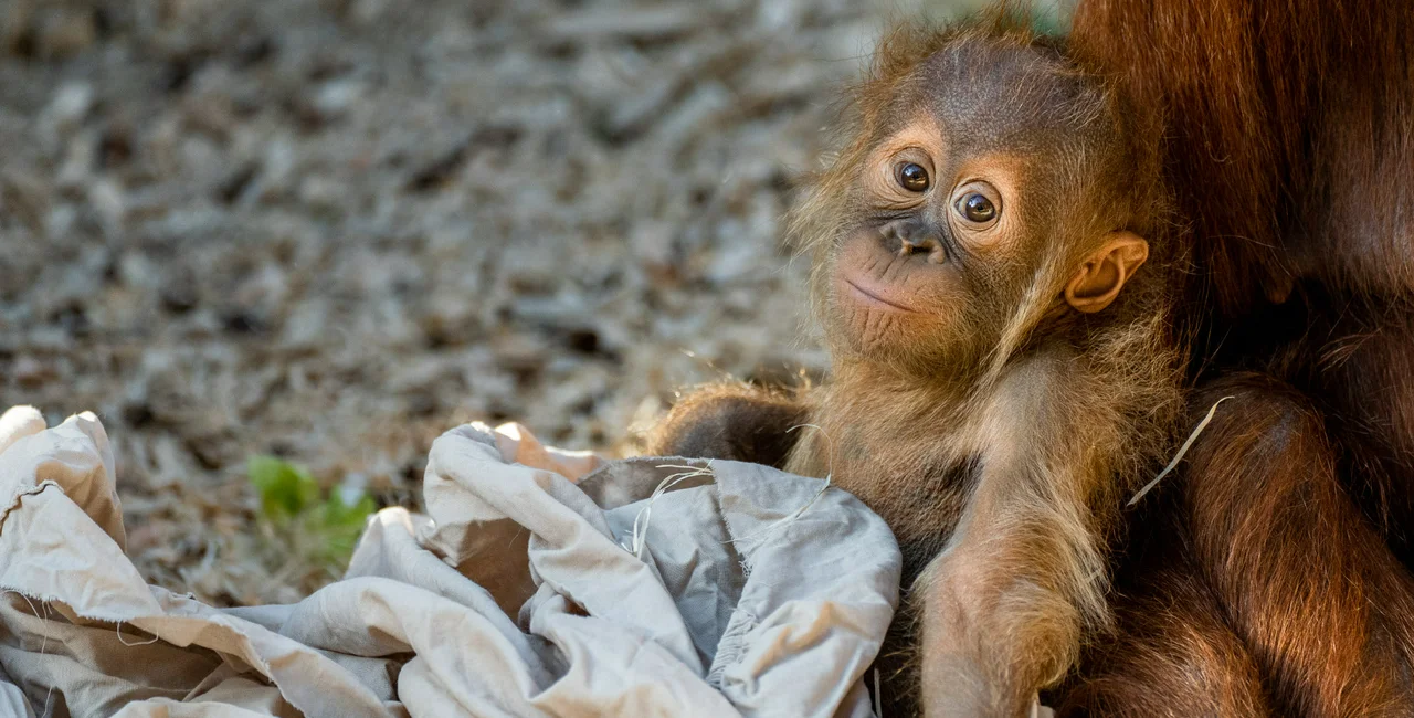 Young Sumatran orangutan Kawi at Prague Zoo. Photo: Facebook / Zoo Praha, -ol
