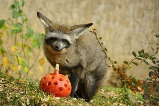 Prague Zoo's animals enjoy a seasonal pumpkin feast for Halloween