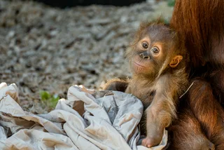Young Sumatran orangutan Kawi at Prague Zoo. Photo: Facebook / Zoo Praha, -ol