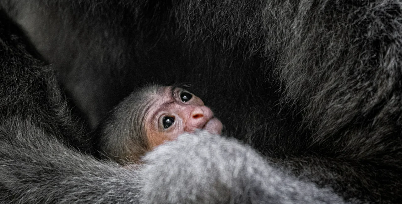 A baby silver gibbon has been born at Prague Zoo / photo via Facebook, Zoo Praha