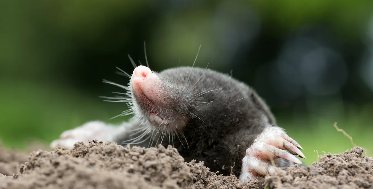 The mole likely had the last laugh in the incident in České Budějovice / photo iStock @juefraphoto