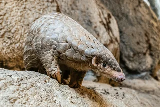 Prague Zoo to receive critically-endangered pangolins from Taiwan