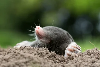 Czech man suffers serious injuries trying to blast garden mole with fireworks