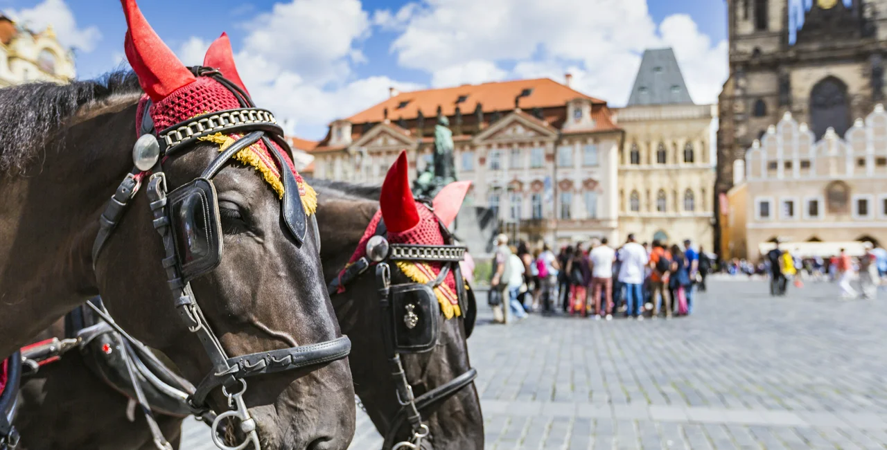 Horses at Old Town Square. (Photo: iStock, mariusz_prusaczyk)
