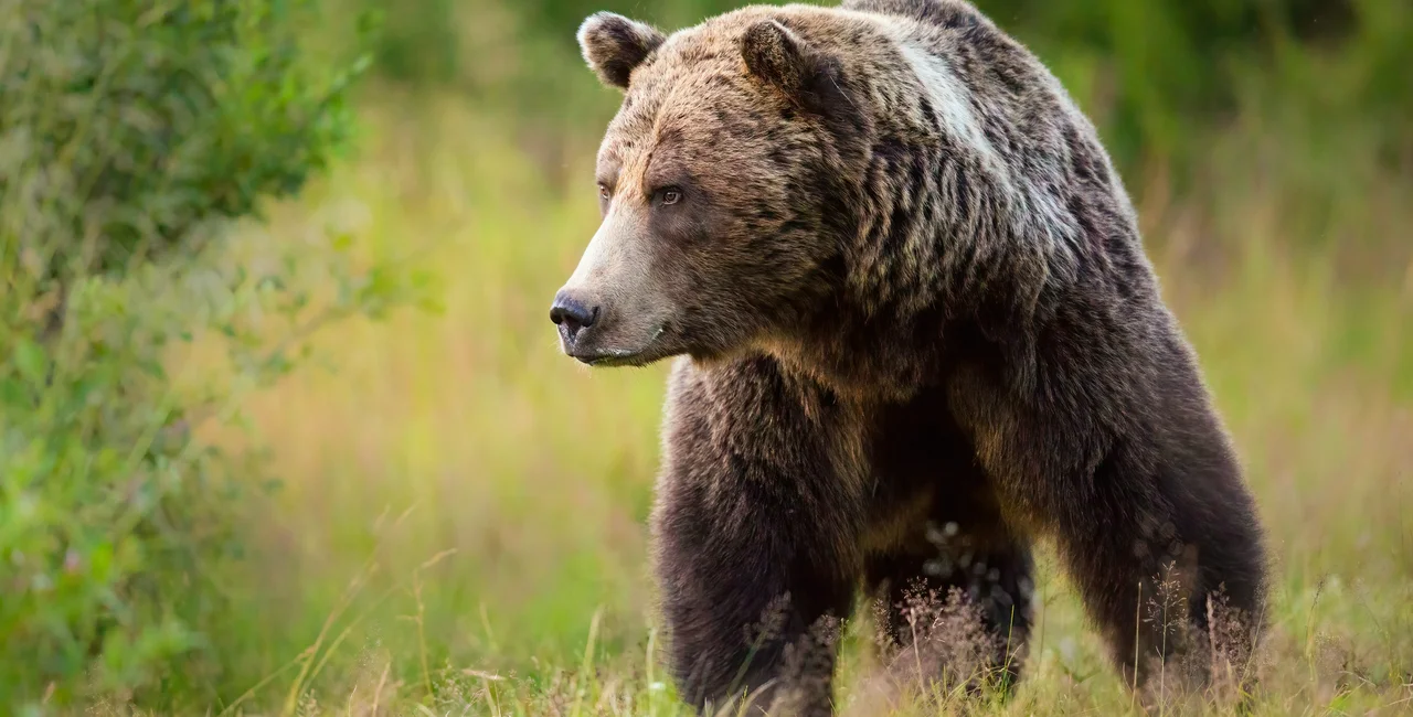 Reports have emerged of a brown bear roaming the forests near Stará Boleslav / illustrative image via iStock @JMrocek