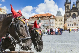 Prague bans horse-drawn carriages from Old Town Square and Stromovka