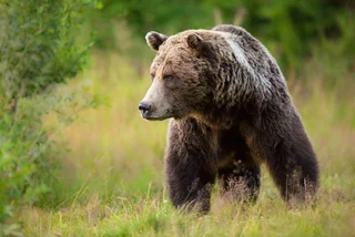 Reports emerge of brown bear roaming forests near Prague