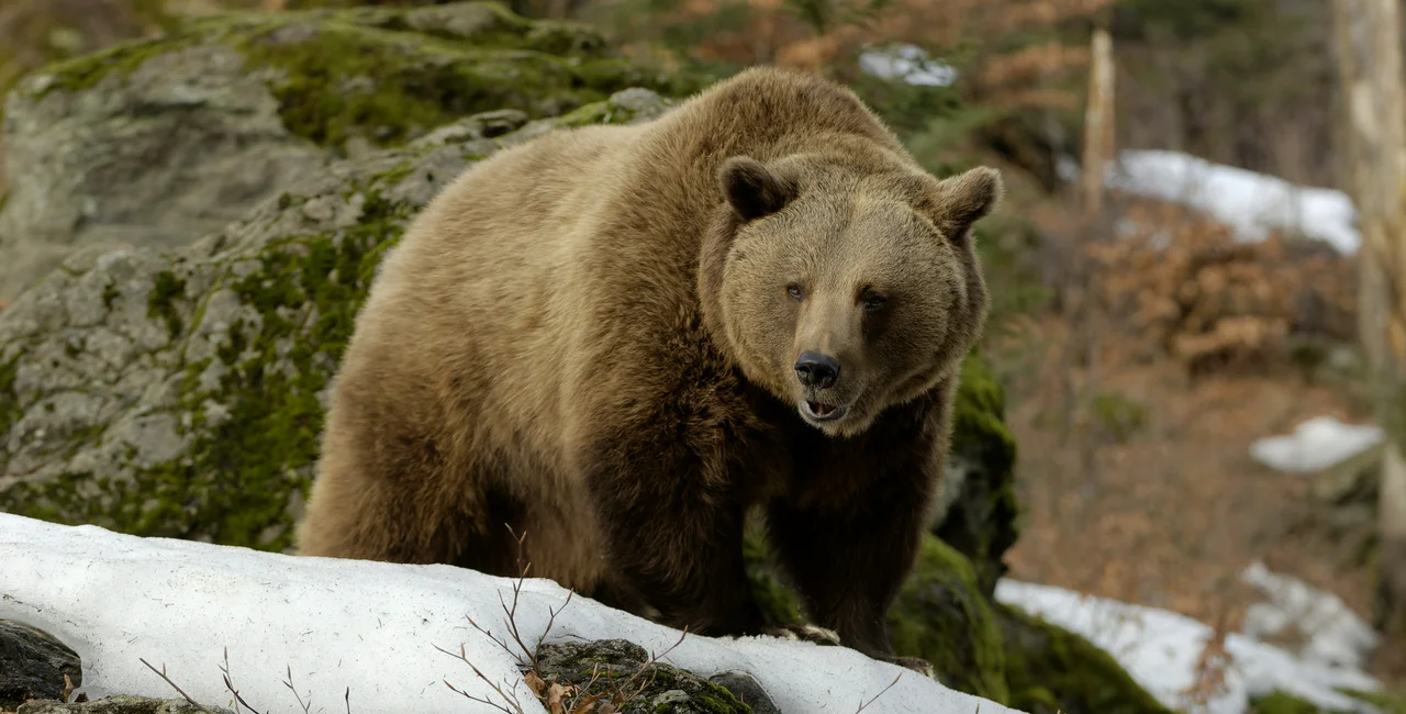 Brown bear in the winter. Photo: iStock / mauribo