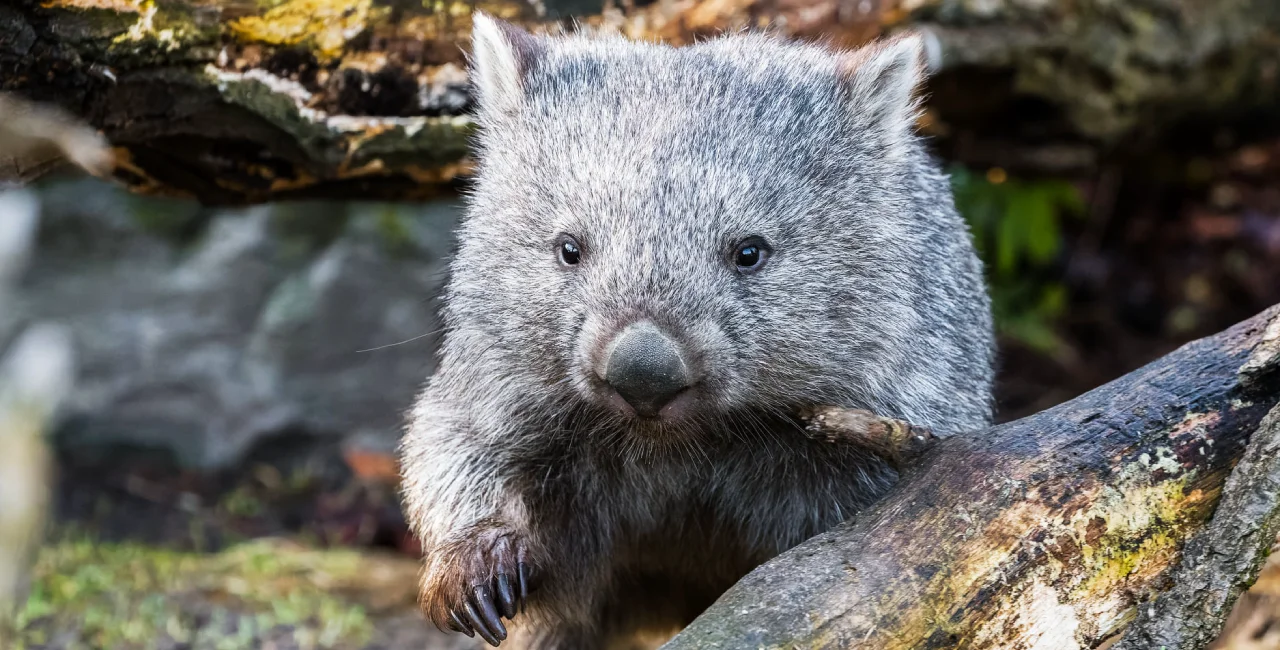 Cooper the wombat makes first public appearance at Prague Zoo