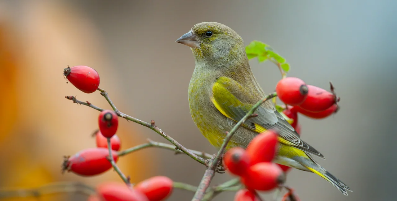 The European Greenfinch has been named Bird of 2022 / photo iStock @Andyworks