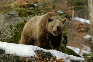 Brown bear in the winter. Photo: iStock / mauribo