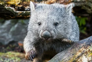 Cooper the wombat makes first public appearance at Prague Zoo