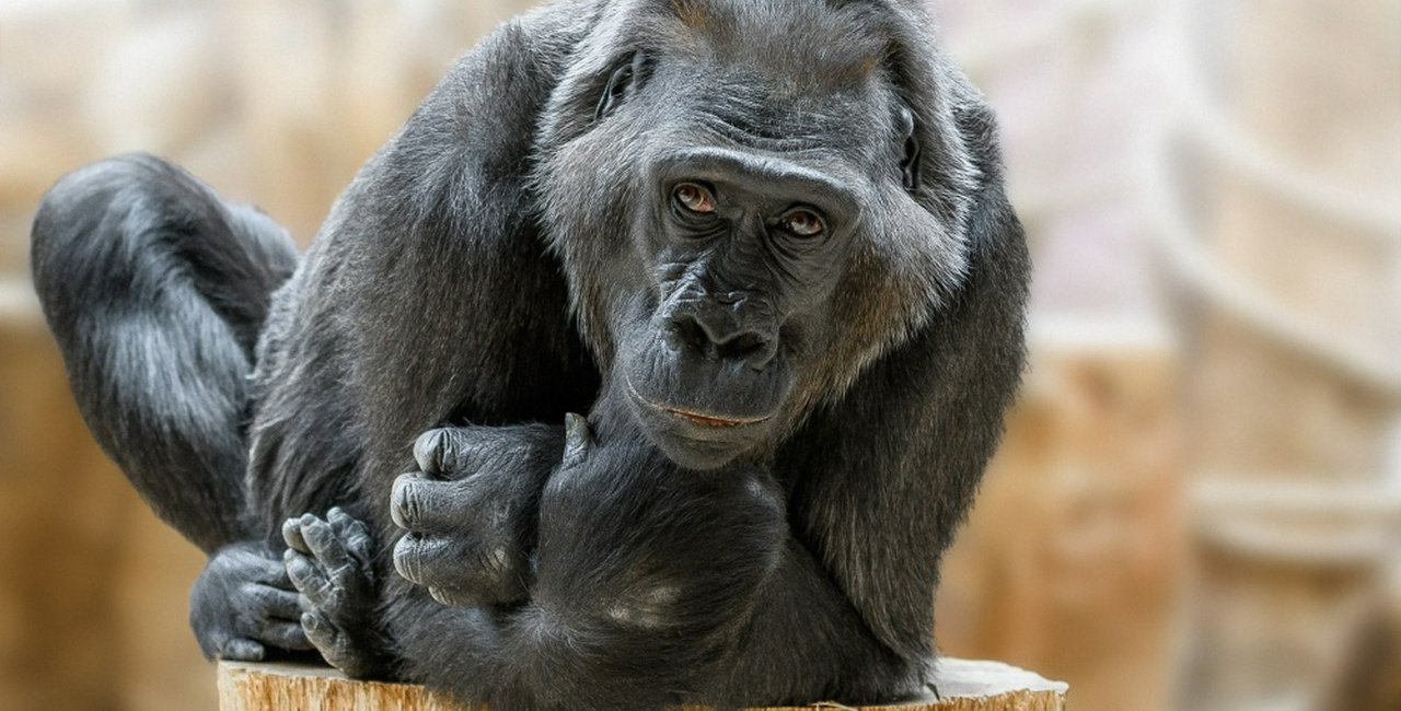 Happy Birthday Kamba Prague Zoo Gorilla Turns 50 Prague Czech Republic happy-birthday-kamba-prague-zoo-gorilla-turns-50-prague-czech-republic