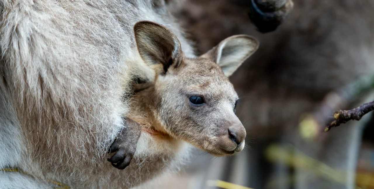 Eastern grey kangaroo cub. Photo: Oliver Le Que, Prague Zoo.