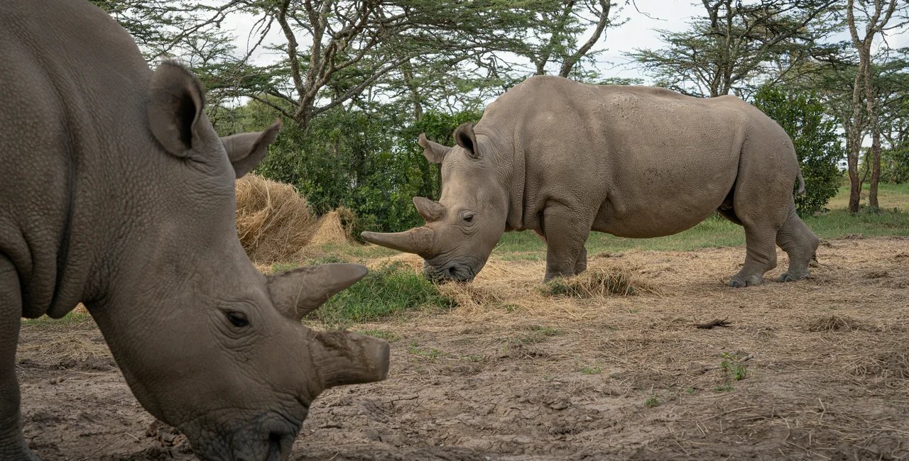 the last two northern white rhinos. Photo: BioRescue/Jan Zwilling.