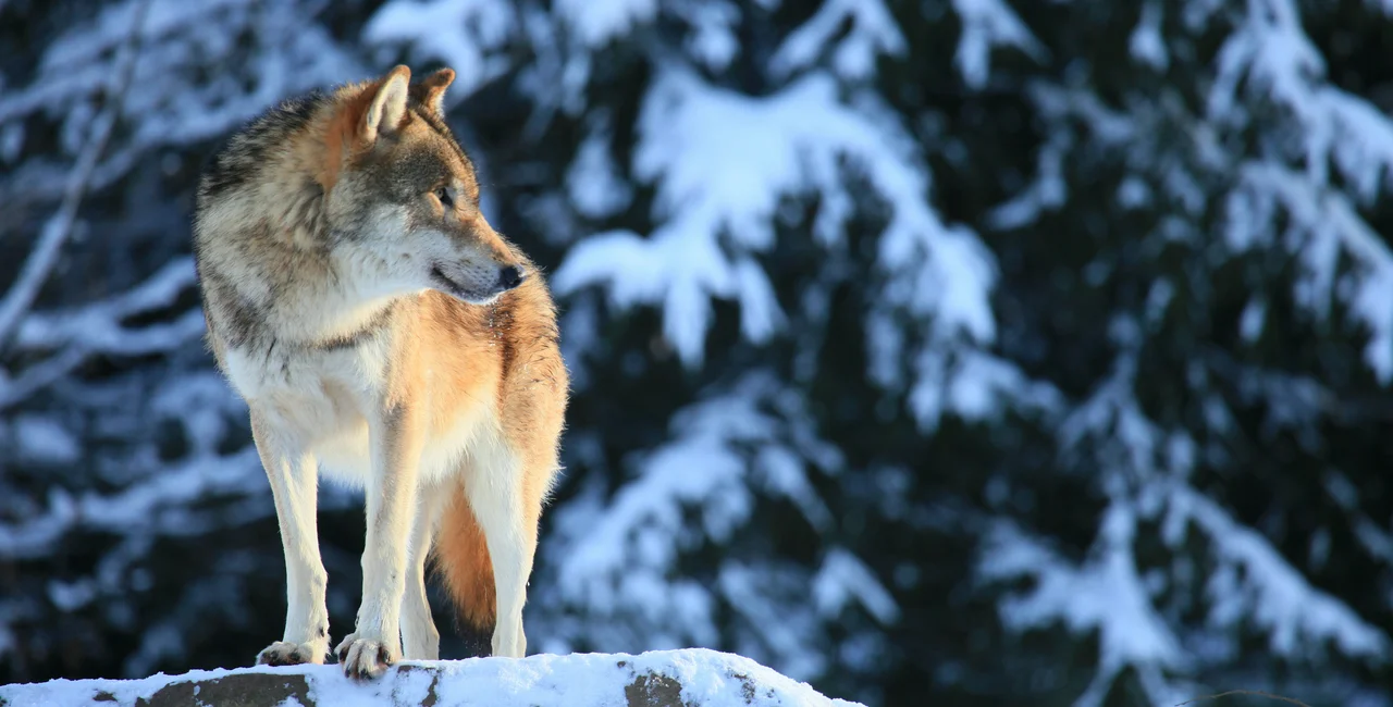 Wolf standing on a snowy cliff. Photo: iStock /