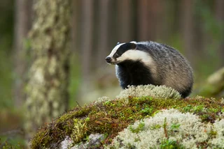 Not a groundhog but a badger: An American holiday's Central European roots