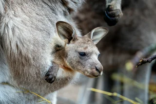 Baby kangaroos now peeking out of pockets at Prague Zoo