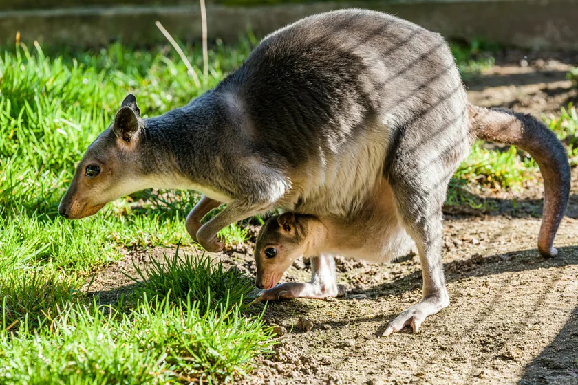 The greater forest wallaby herd has grown to eight thanks to two babies. Photo: Petr Hamerník, Prague Zoo