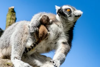 Ring-tailed lemur mother with her week-old cub at Prague Zoo. Photo: Facebook / Prague Zoo, olq